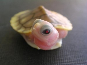pink turtle
