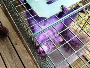 purple squ