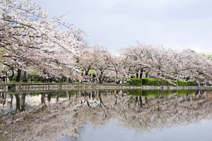 Sakura Ueno Park