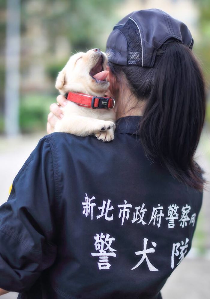 puppy-k-9-police-dogs-taiwan-police-1-594105c7cff61__700