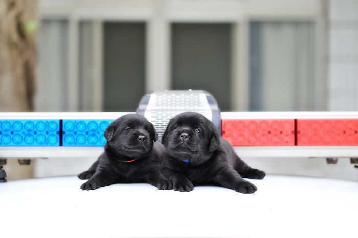 puppy-k-9-police-dogs-taiwan-police-3-594105ca3c95c__700